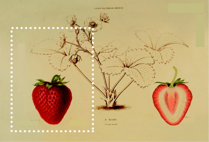 Fraise Rubis, illustration d'Alfred Riocreux